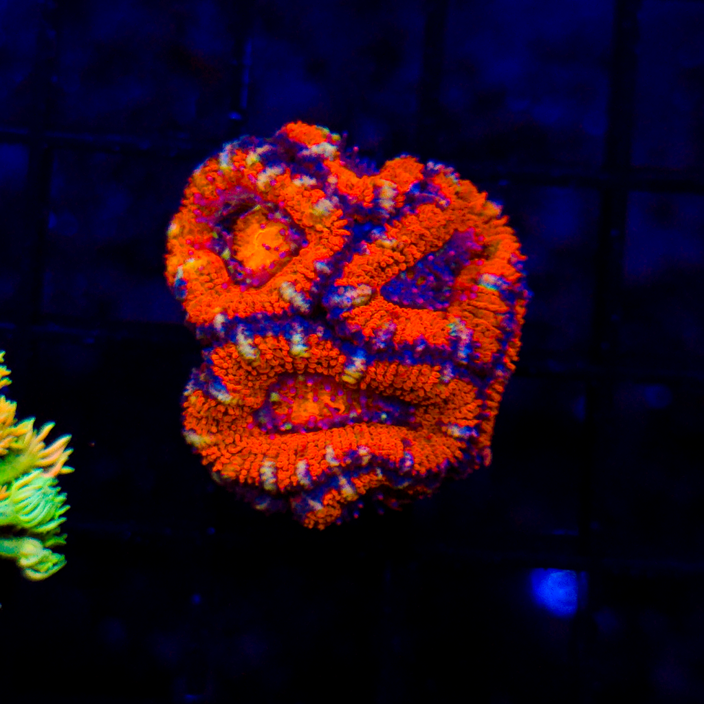 Rainbow Acan Mini Colony A905