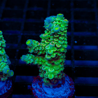 Ultra Acro 080