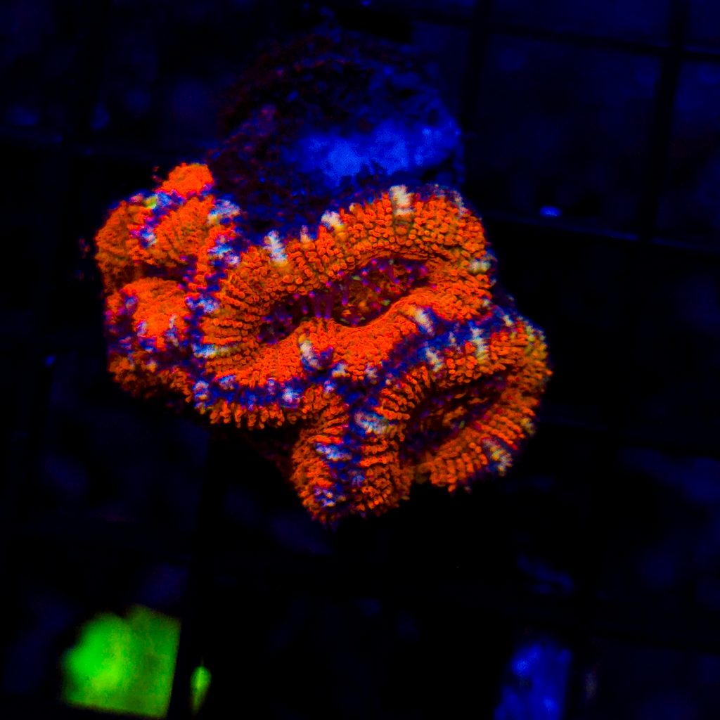 Rainbow Acan Mini Colony A906