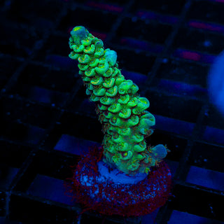 Ultra Acro 079