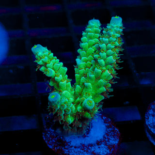 Ultra Acro 078