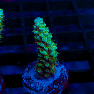 Ultra Acro 077