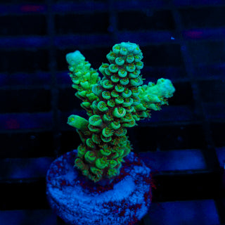 Ultra Acro 076