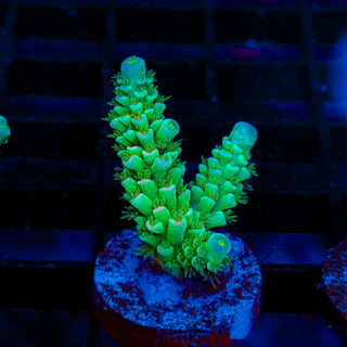 Ultra Acro 075