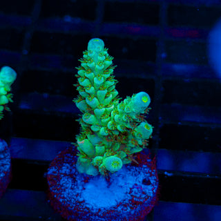 Ultra Acro 074
