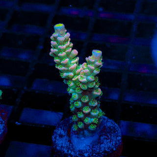 Ultra Acro 073