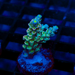 Ultra Acro 072