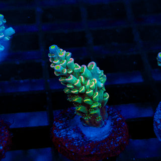 Ultra Acro 070
