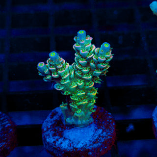 Ultra Acro 069
