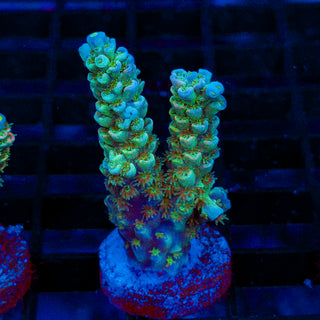 Ultra Acro 068