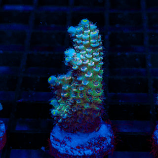 Premium Acro 067