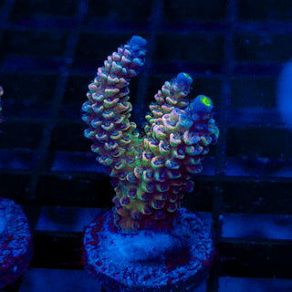 Premium Acro 065
