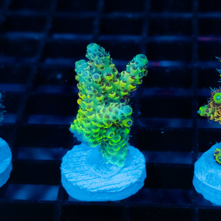 Solar Venom Mille 1102