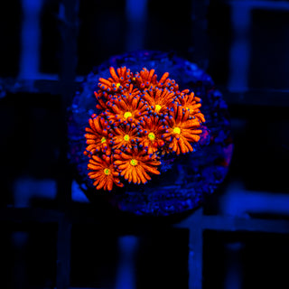 Heatwave Goni G323