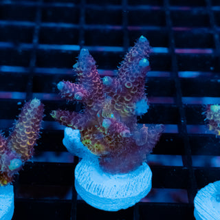 Violet Surge Mille 1067