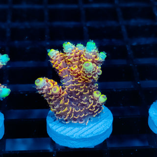 Ember Crown Mille 1032