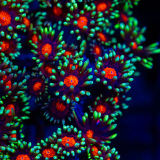 Red Eye Goni G284