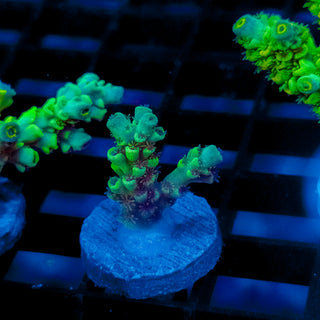 Biohazard Sunburst 721