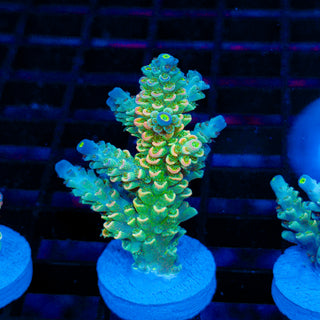 Ultra Acro 055