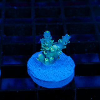 Ultra Acro 050