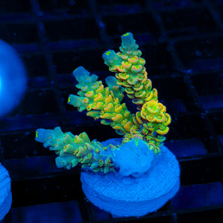 Toxic Skittles 045