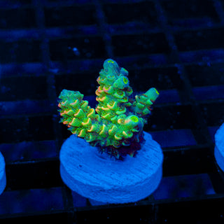 Toxic Skittles 044