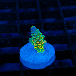 Toxic Skittles 043