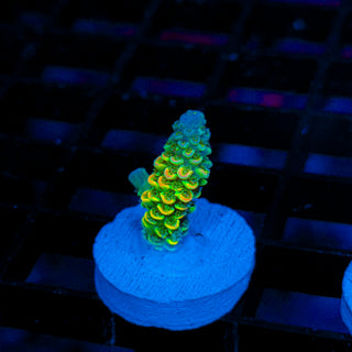 Toxic Skittles 042