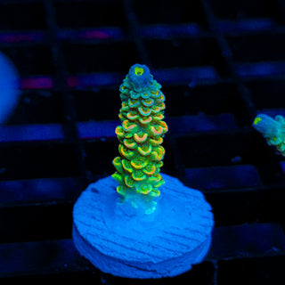Toxic Skittles 041