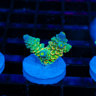 Toxic Skittles 038