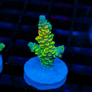 Toxic Skittles 037
