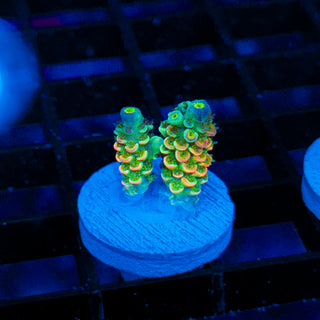 Toxic Skittles 035