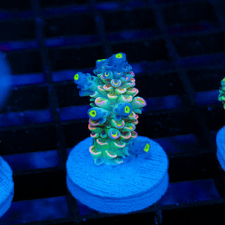 Neon Vortex 034