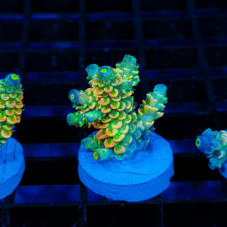 Toxic Skittles 032