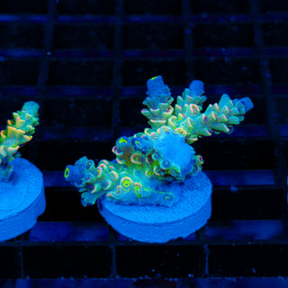 Neon Vortex 029