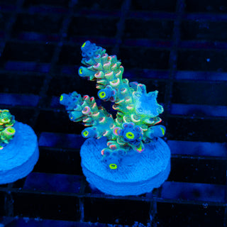 Neon Vortex 028