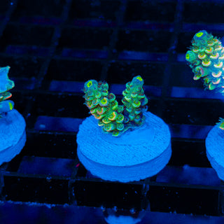 Neon Vortex 027