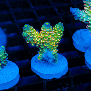 Toxic Skittles 030