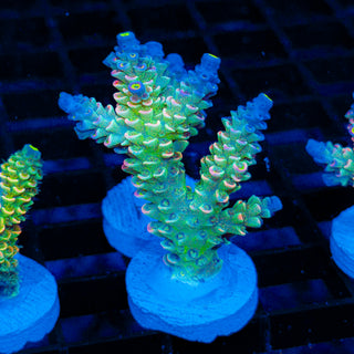 Neon Vortex 026
