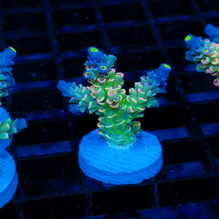Neon Vortex 025