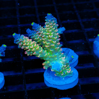 Neon Vortex 024
