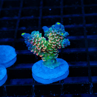 Neon Vortex 023