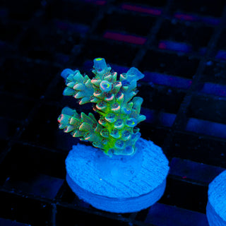 Neon Vortex 021