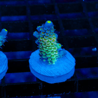 Ultra Acro 019