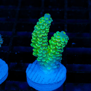 Ultra Acro 016