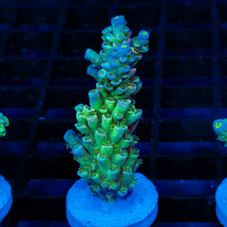 Ultra Acro 015