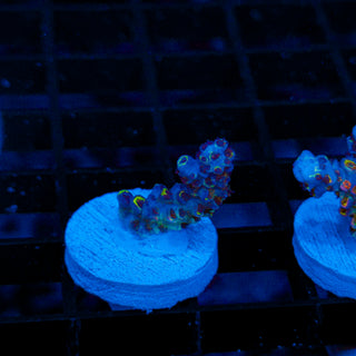 Viral Bloom 581