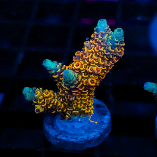 Molten Core Mille 059