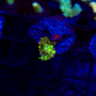 Uranium Bounce Mushroom M901