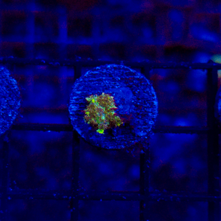 Uranium Bounce Mushroom M906